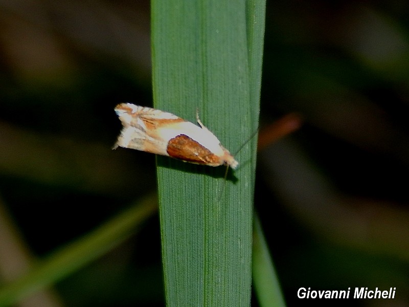 Tortricidae 2 da ID - Ancylis sp.